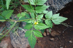 Bidens bipinnata